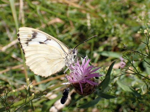 Melanargia galathea
